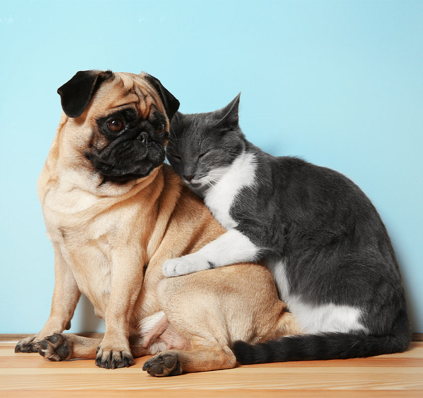 Grief-and-Pet-Loss-Support_sec2