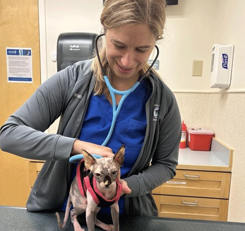 A veterinarian in blue scrubs and a gray jacket uses a stethoscope to examine a hairless Sphynx cat wearing a pink harness in a clinical examination room.