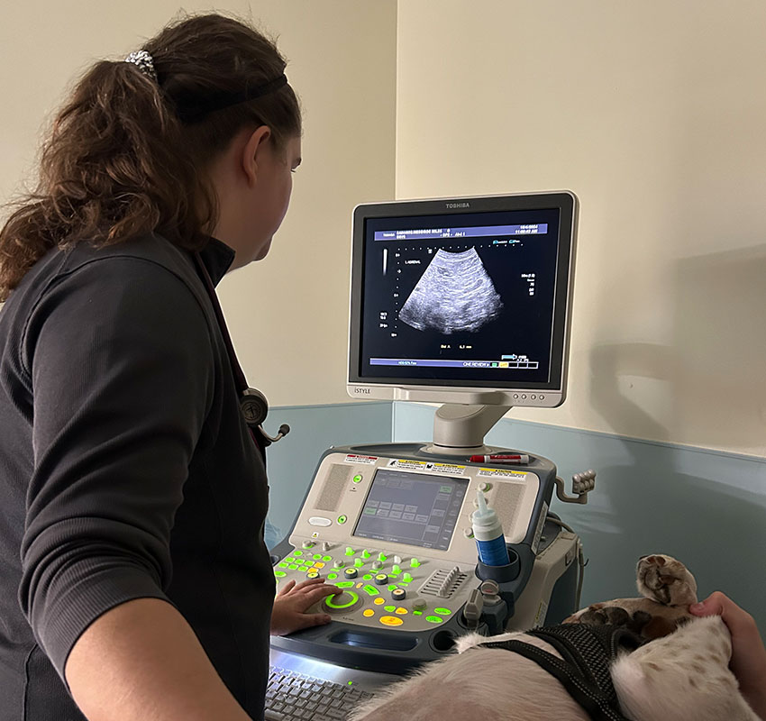 A veterinarian stands next to an ultrasound machine displaying an image, examining a dog lying on the table. The room is softly lit, with medical equipment visible.