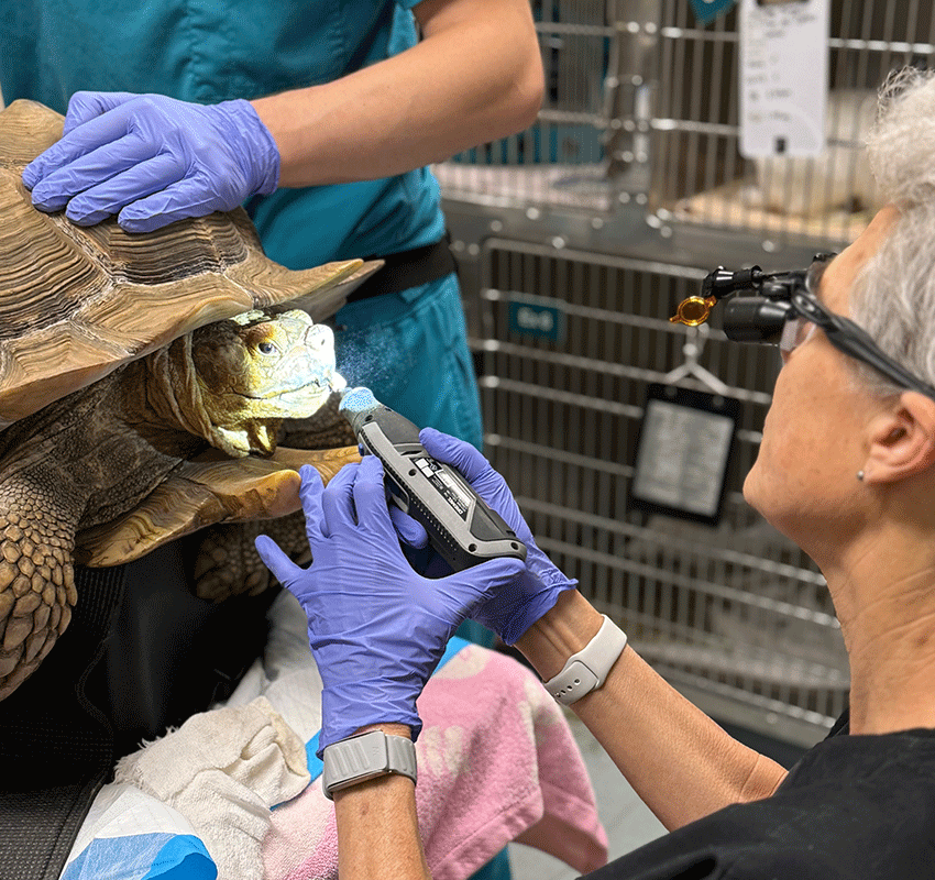 A veterinarian wearing magnifying glasses examines a tortoise's mouth with a dental tool while another person holds the tortoise steady; both wear blue gloves in a clinical setting.