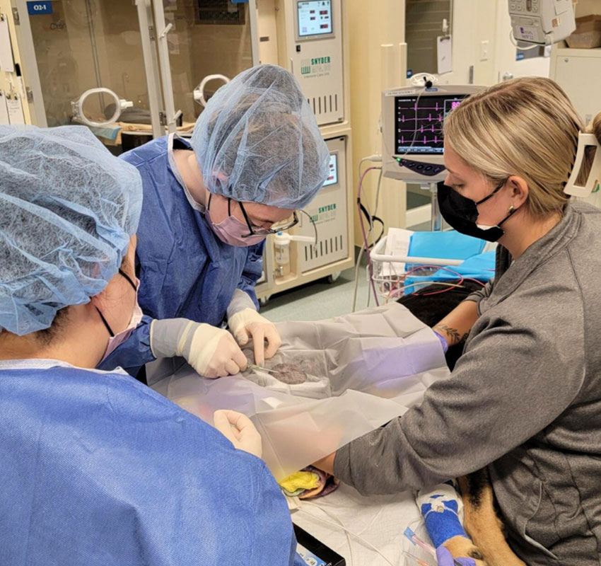 Three medical professionals wearing scrubs, gloves, masks, and hair covers perform a procedure on an animal patient in a veterinary clinic, with medical equipment and monitors in the background.