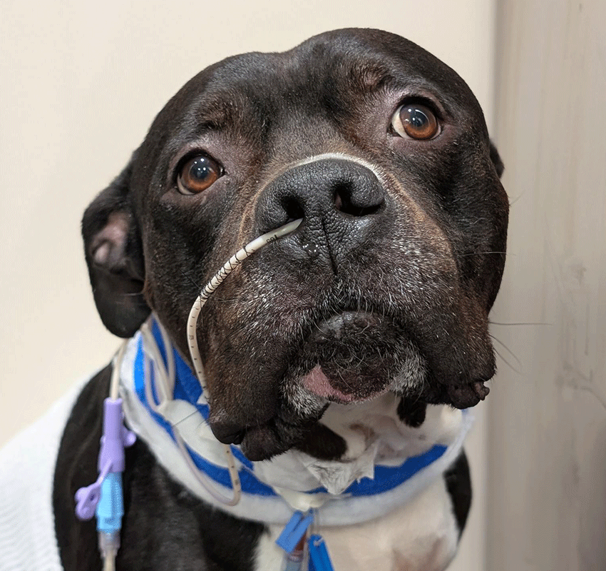 A black and white dog with a tube inserted in its nose and an IV line taped to its neck, wearing a blue and white bandage, looking up with a sad expression.