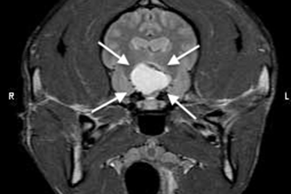 MRI scan showing a cross-sectional view of a head, highlighting a white mass in the center with four arrows pointing towards it. The mass is located near the base of the brain. Letters "R" and "L" are marked for orientation on the image, offering critical insights valuable even to a knowledgeable vet.