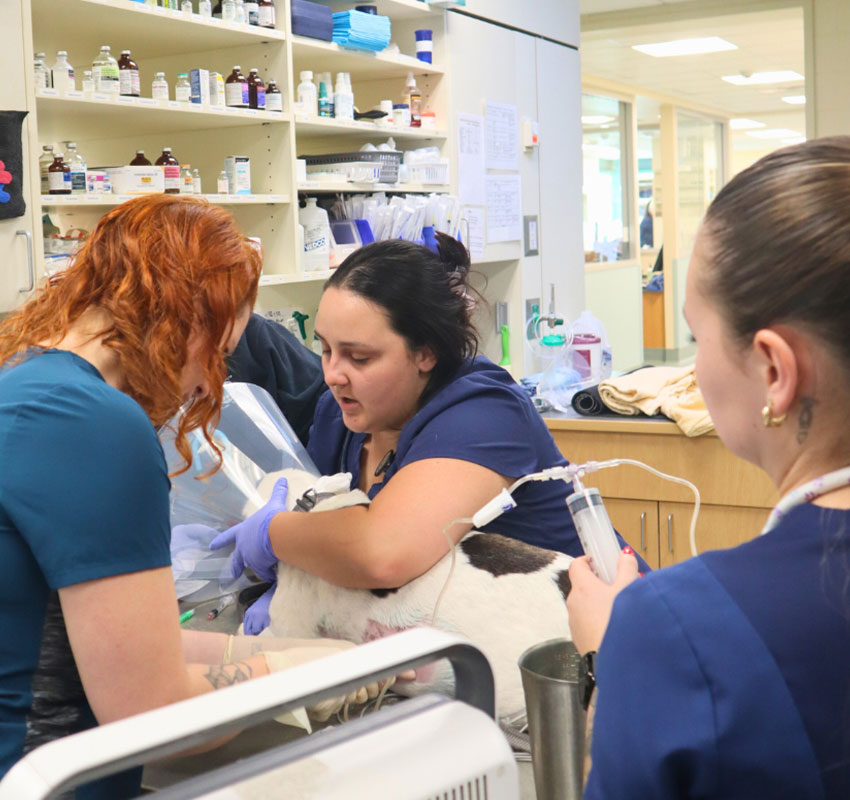 Three veterinary professionals attend to a dog on an examination table in a clinic, surrounded by medical supplies and equipment, providing treatment and care.