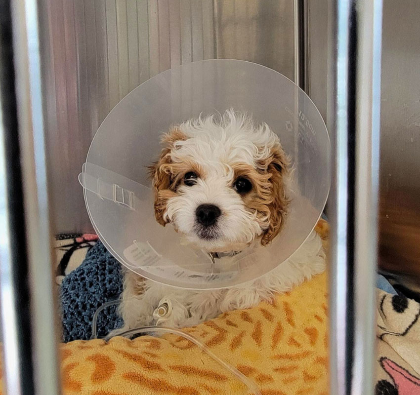 A small, fluffy white and brown puppy wearing a plastic cone sits on a patterned blanket inside a metal cage, looking out with a calm expression.