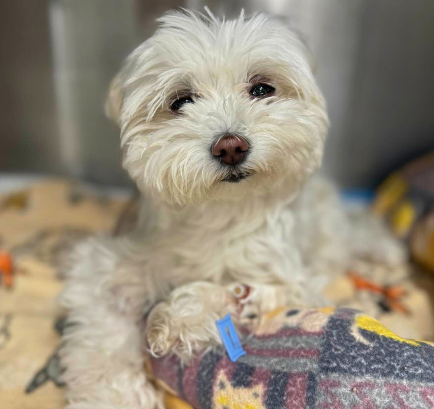 A small, fluffy white dog with dark eyes lies on a patterned blanket, looking at the camera. The dog has a slightly tousled coat and a blue tag attached to its collar.