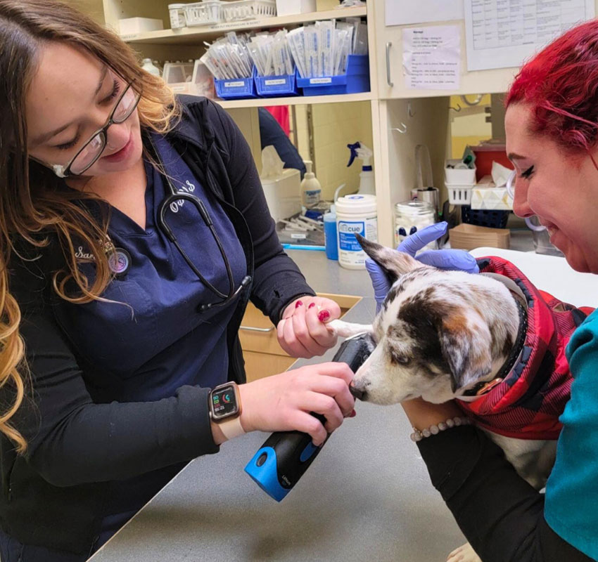 A veterinarian uses a handheld scanner on a white and brown dog’s snout while another woman gently holds the dog still, both smiling in a veterinary clinic setting. Supplies and medical tools are visible in the background.