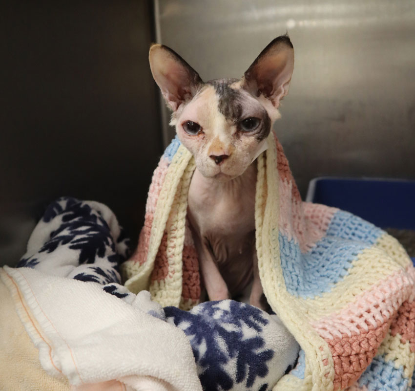 A hairless Sphynx cat wrapped in a pastel-striped crochet blanket sits on a snowflake-patterned towel, appearing to be in a veterinary or shelter setting.