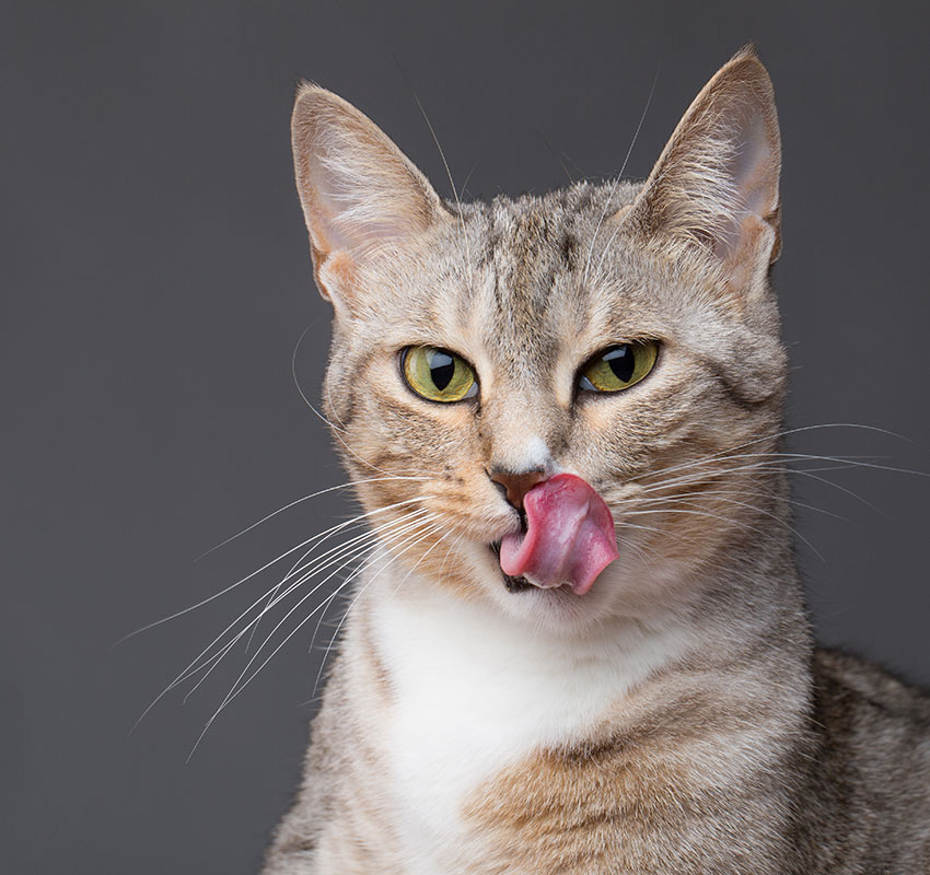 A close-up of a curious light brown tabby cat with green eyes, licking its nose with its pink tongue. The background is a plain gray, emphasizing the cat's expressive face and alert posture, as if it's just spotted the veterinarian arriving.