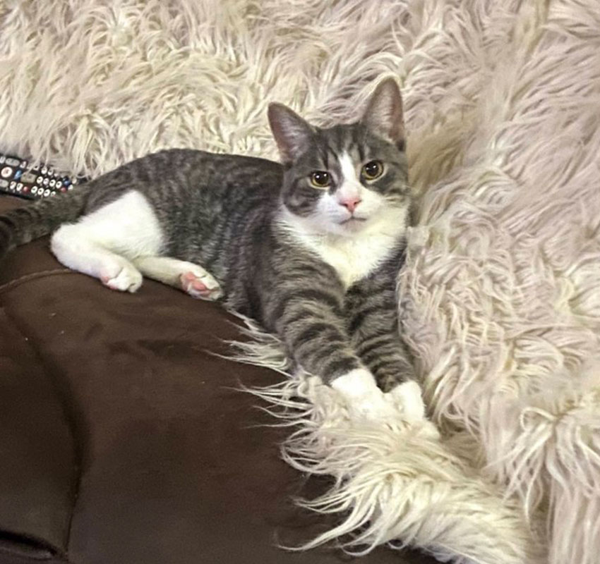 A grey and white tabby cat with a pink nose lounges on a brown couch, stretching out its front paws on a fluffy, white throw. The cat appears relaxed and is looking directly at the camera. A remote control is partially visible to the left.