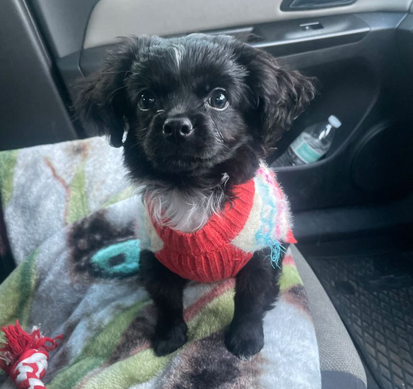 A small black and white puppy with floppy ears is sitting on a blanket in a car seat, wearing a red and white sweater. There's a water bottle in the door pocket and a rope chew toy partially visible in the corner.