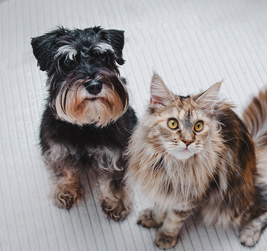 A black and white dog with a scruffy coat and soulful eyes sits beside a fluffy cat with golden, alert eyes and a mix of brown, gray, and white fur. Both animals are looking up towards the camera while sitting on a light-colored, ridged surface.