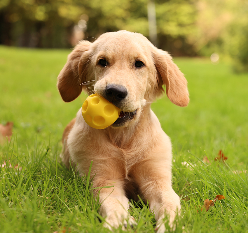 A golden retriever puppy lies on green grass, holding a yellow ball with holes in its mouth. The background is softly blurred, featuring trees and greenery. The puppy's ears are perked up, and it looks content and playful.
