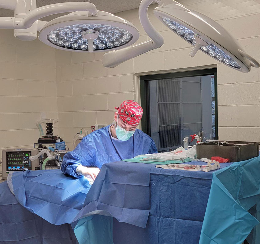 A surgeon wearing a mask and red cap performs a procedure in an operating room. The room is equipped with overhead surgical lights, medical instruments, and blue drapes cover the operating table.