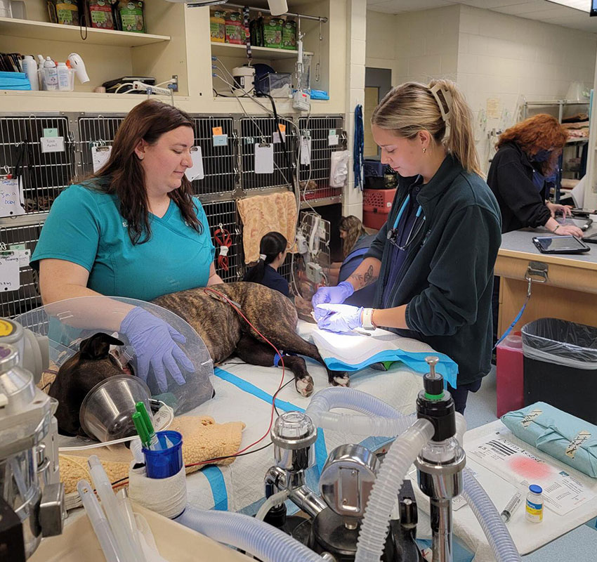 Two veterinary professionals perform a procedure on a dog in an animal clinic. One holds surgical tools while the other assists. The room is equipped with medical supplies and monitoring equipment, and other staff members work in the background.