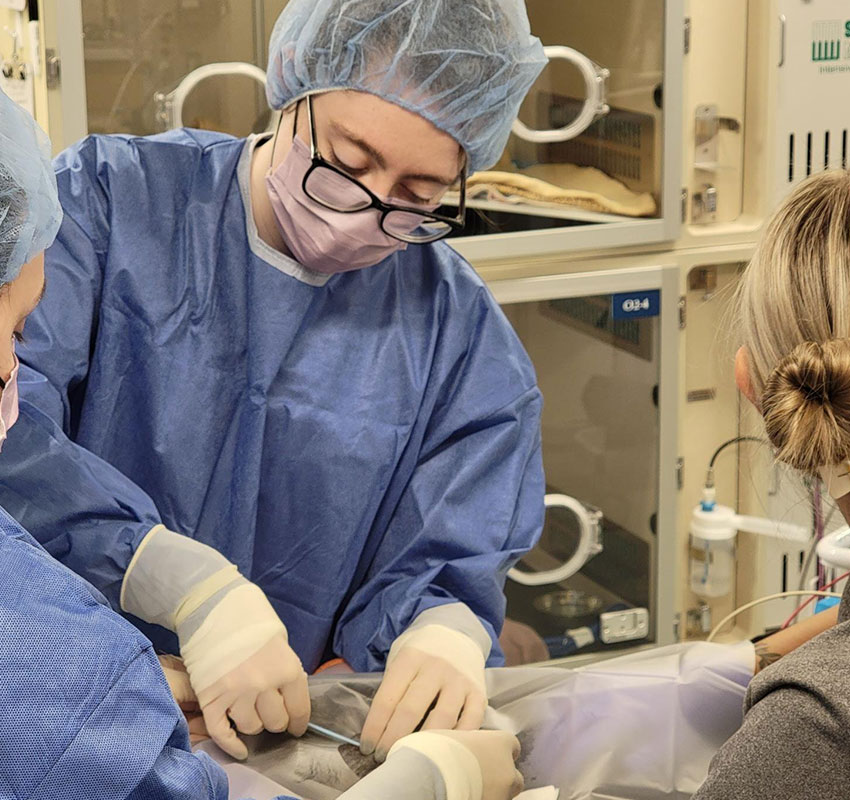 A veterinary team in blue surgical gowns and masks performs a medical procedure on an animal. They are focused and working in a clinical setting with monitoring equipment in the background.