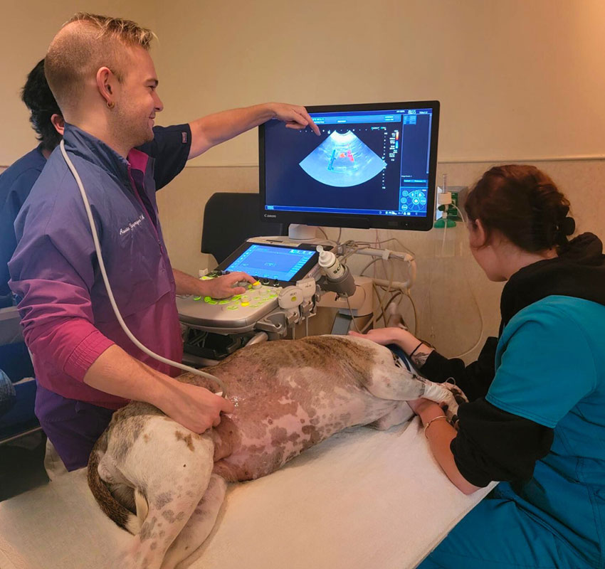 Two veterinary professionals conduct an ultrasound on a dog lying on a table. One points to the screen displaying the ultrasound image, while the other gently holds the dog. The room has medical equipment visible.