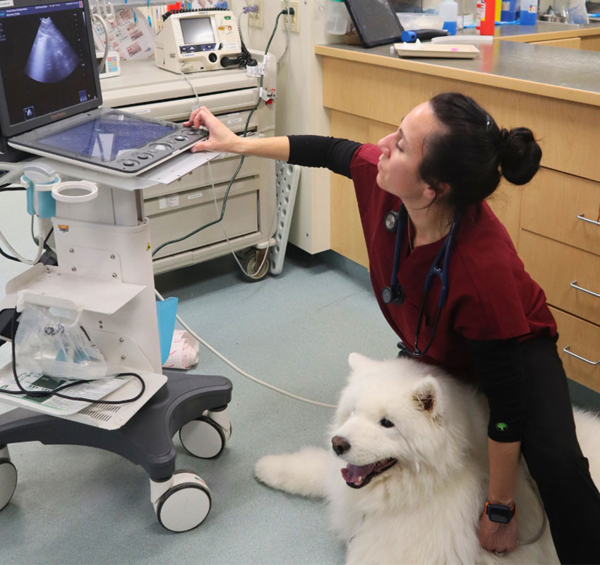 A veterinarian in scrubs uses an ultrasound machine while gently holding a large, fluffy white dog in a veterinary clinic. Medical equipment and supplies are visible in the background.