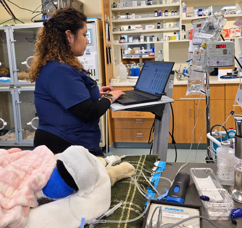 A veterinary professional works on a laptop beside an animal patient covered with blankets and medical tubes in a clinic, with medical equipment, medication, and supplies visible in the background.