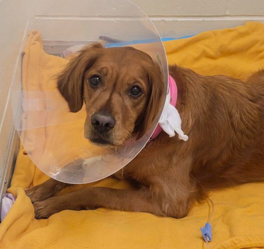 A brown dog with a pink collar is lying on a yellow blanket, wearing a clear plastic cone around its neck, likely recovering from a medical procedure.