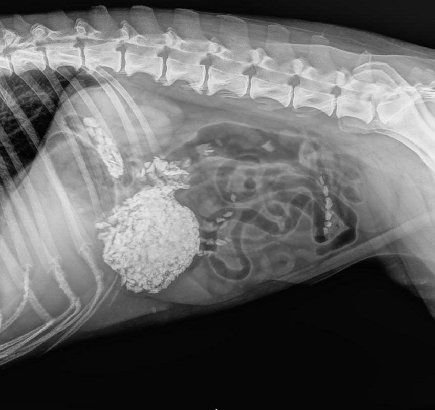 X-ray of a dog’s abdomen and spine, showing a cluster of irregular, dense objects, possibly stones or calcified material, in the abdominal area. The ribs and organs are also faintly visible.