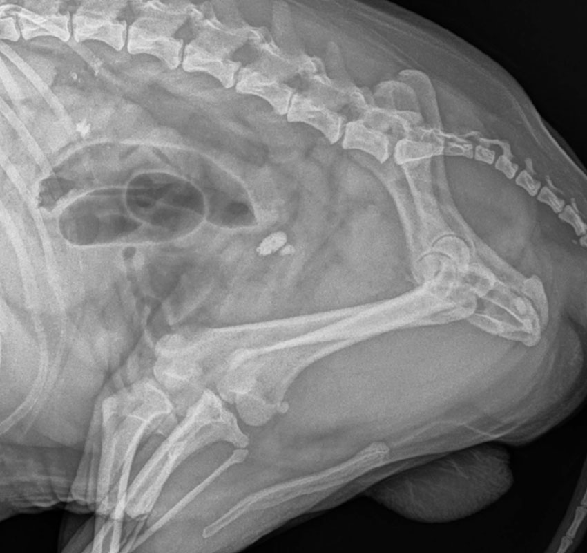 X-ray image of an animal, likely a dog or cat, showing the side view of its torso and part of its back legs and tail, with bones, spine, and some internal organs visible.