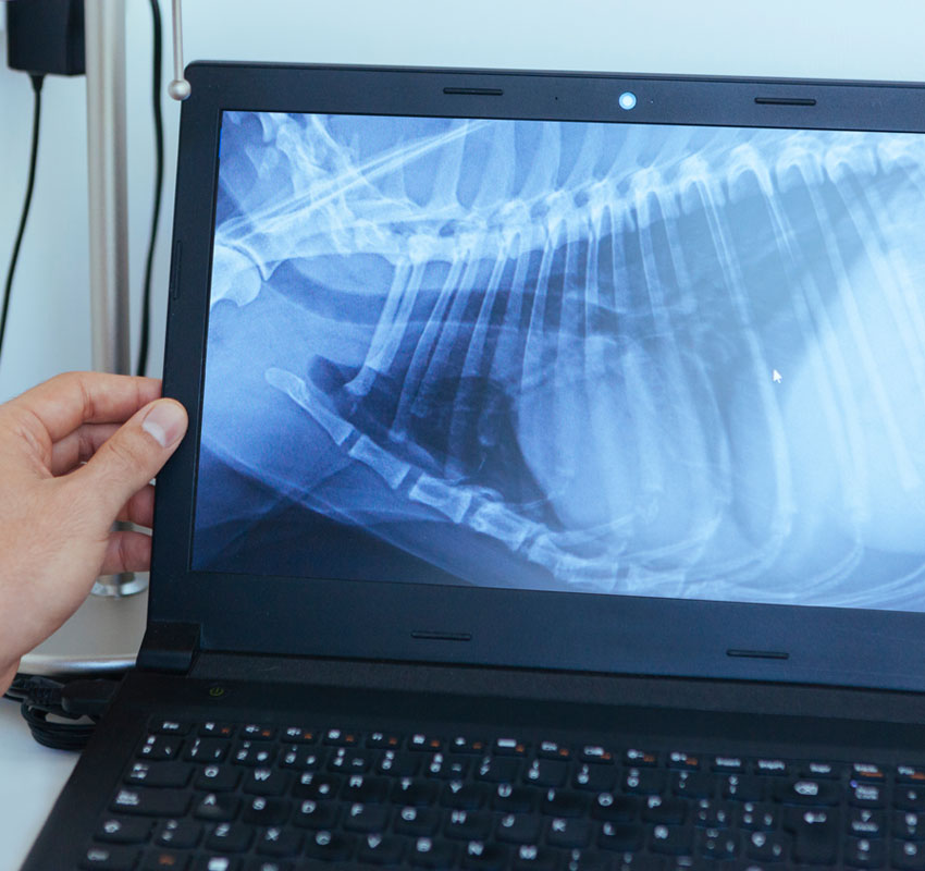 A person holds a laptop displaying an X-ray image of an animal’s ribcage and spine, likely from a veterinary exam.