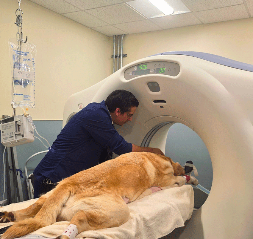 A veterinarian operates a CT scanner while preparing a sedated dog, lying on a table with an IV drip, for a medical imaging procedure in a clinical setting.