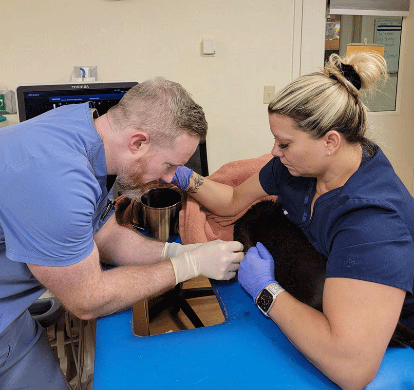 Two veterinary professionals in scrubs are caring for a small animal on a blue exam table. One holds the animal steady, while the other examines or treats its front leg, which is partially covered by a blanket. Medical equipment is visible behind them.