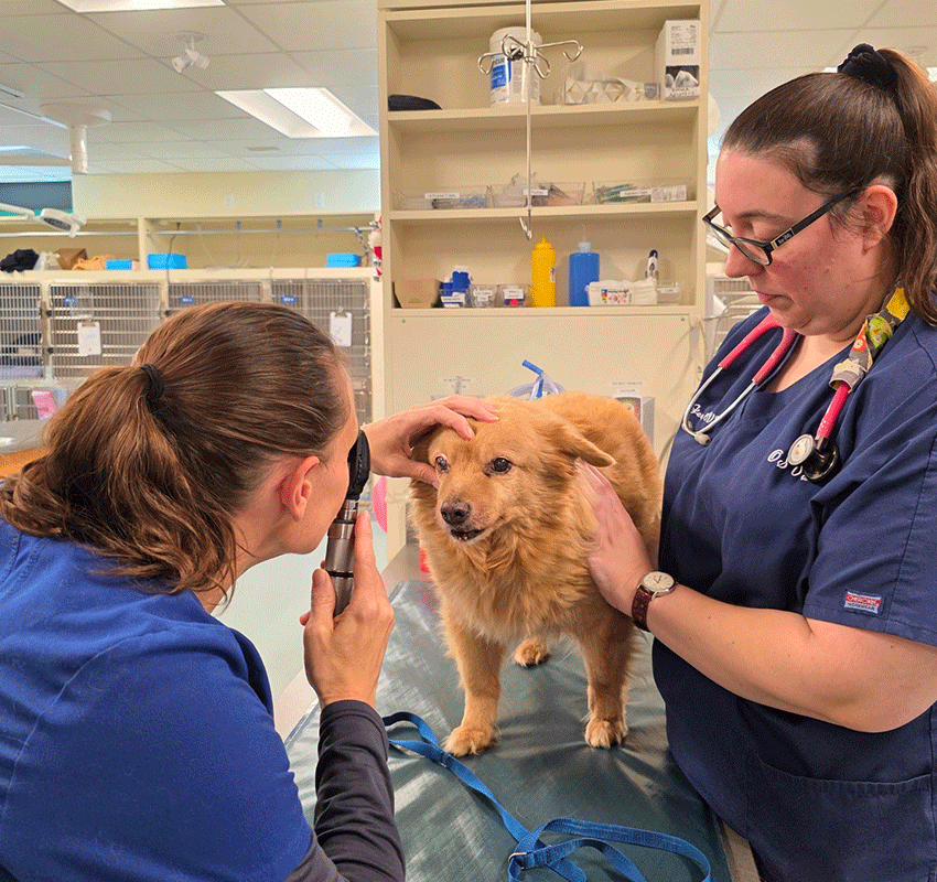 Two veterinary professionals examine a small brown dog on an exam table. One uses an ophthalmoscope to check the dog's eye, while the other gently holds the dog still in a clinical setting.