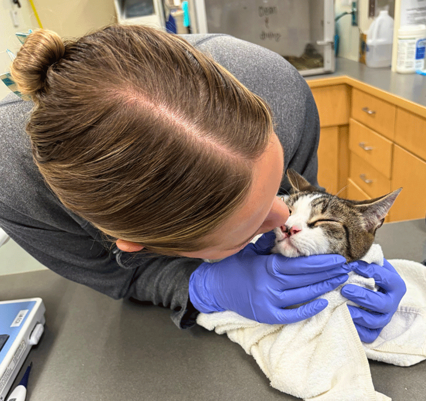 A person wearing blue gloves and a gray shirt gently kisses a relaxed, towel-wrapped cat on the head in a veterinary clinic setting.