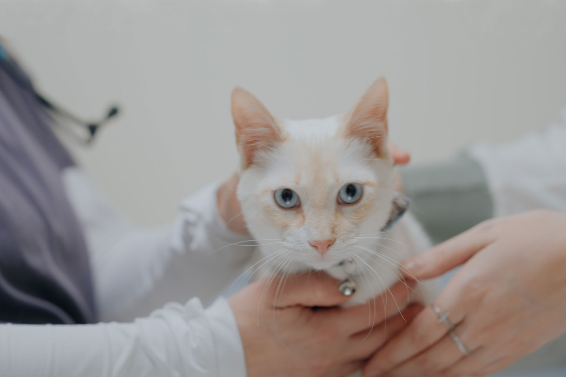 A white cat with blue eyes is being gently held by two people, whose hands are visible in the image. The background is softly blurred, focusing attention on the cat’s face.