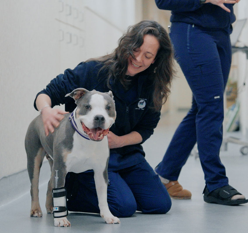 A woman kneels beside a smiling gray and white dog wearing a leg brace in a hallway. The woman is petting the dog, and another person in blue stands nearby.