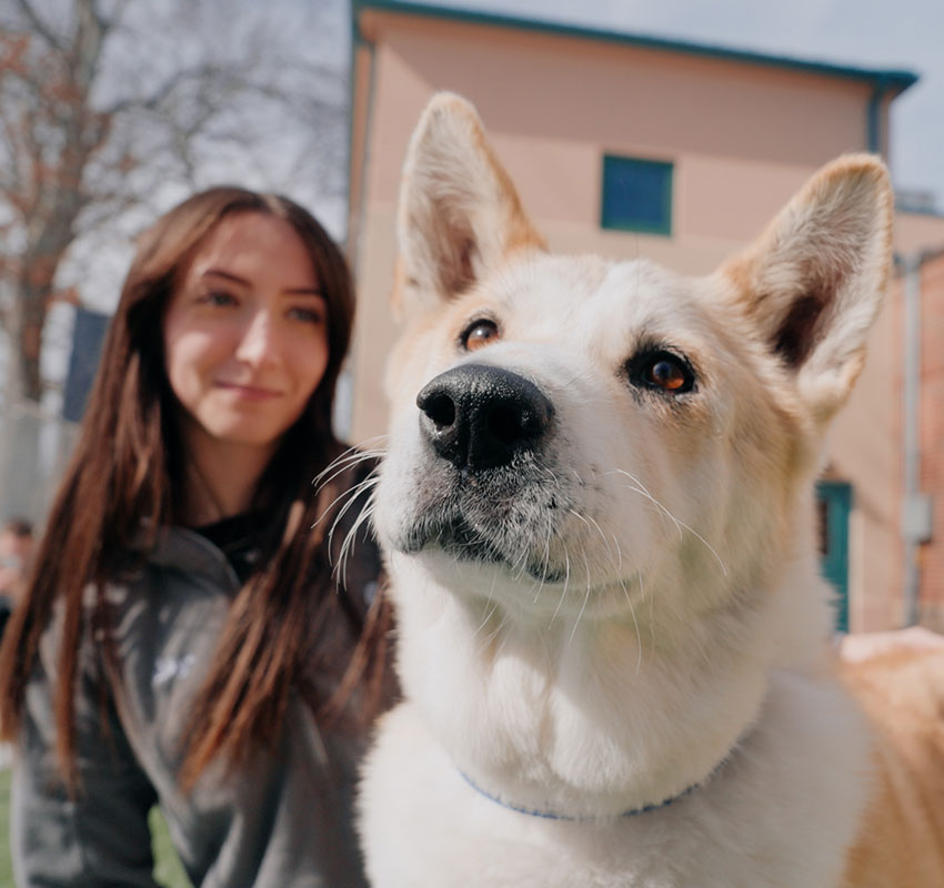 A close-up of a large dog with white and tan fur standing outdoors, with a young woman with long brown hair smiling in the blurred background. A building and trees are visible behind them.