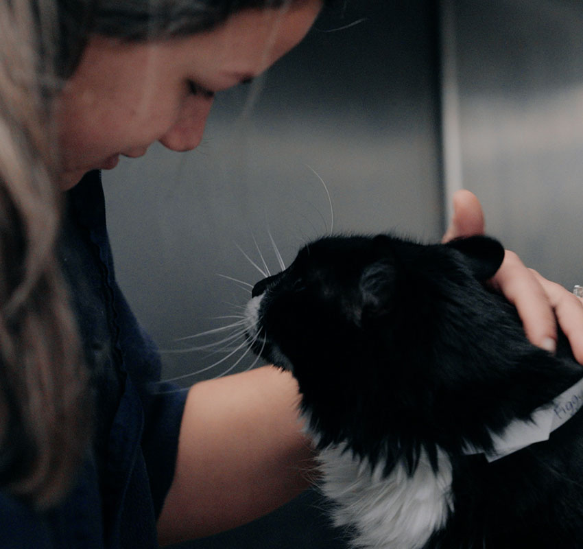 A person gently pets a black and white cat with a collar, sharing a close and affectionate moment in an indoor setting.