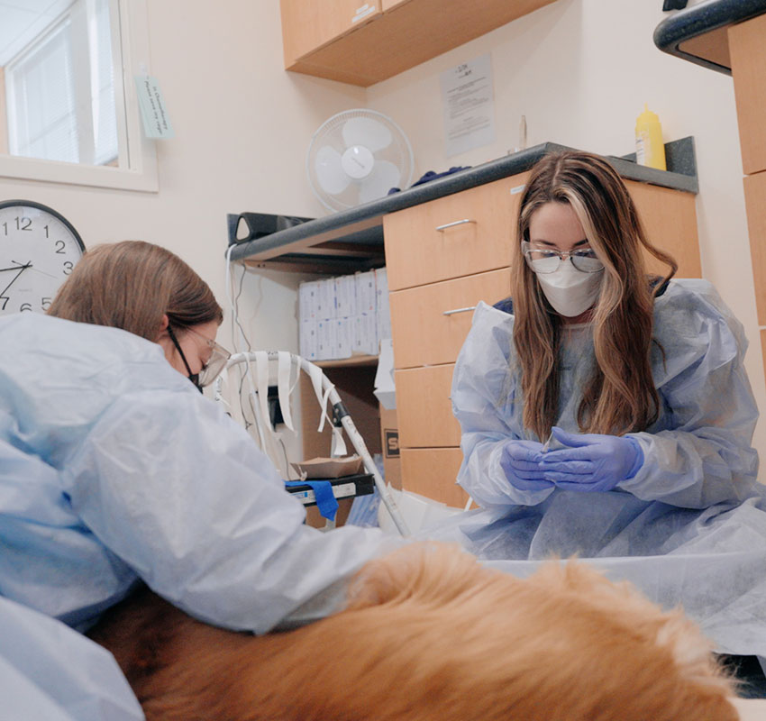 Two veterinarians wearing masks, gloves, and protective gowns are kneeling beside a golden retriever in a veterinary clinic, preparing for a procedure. Medical equipment and cabinets are visible in the background.