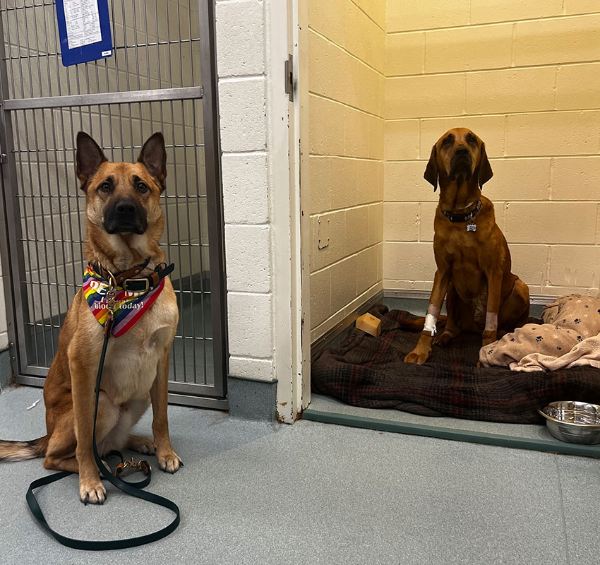 Two dogs are in an animal shelter. One sits outside a kennel wearing a colorful bandana and leash; the other sits inside a kennel on blankets, with a shaved foreleg and bandage, near a food bowl.