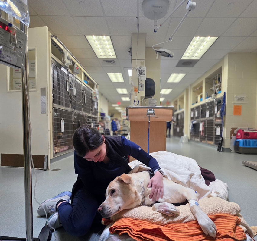 A woman in scrubs sits on the floor of a veterinary clinic, comforting a large dog lying on blankets with an IV in its leg. The setting appears calm and caring, with medical equipment visible in the background.