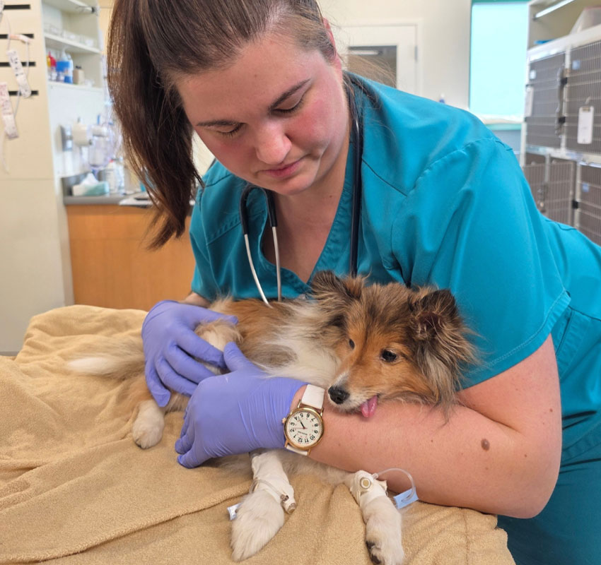 A veterinarian wearing blue scrubs and purple gloves gently holds a small, brown and white dog on a towel-covered table in a clinic, comforting the animal during treatment.