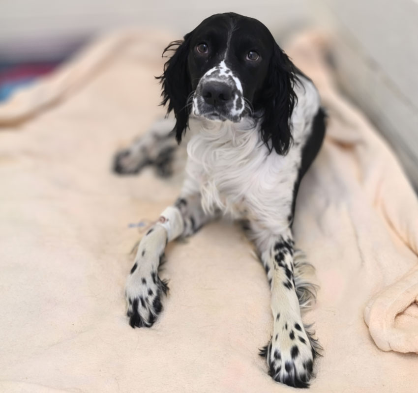 A black and white dog with long ears lies on a soft, cream-colored blanket, looking up with a gentle expression. The dog has spots on its legs and nose and appears calm and relaxed.