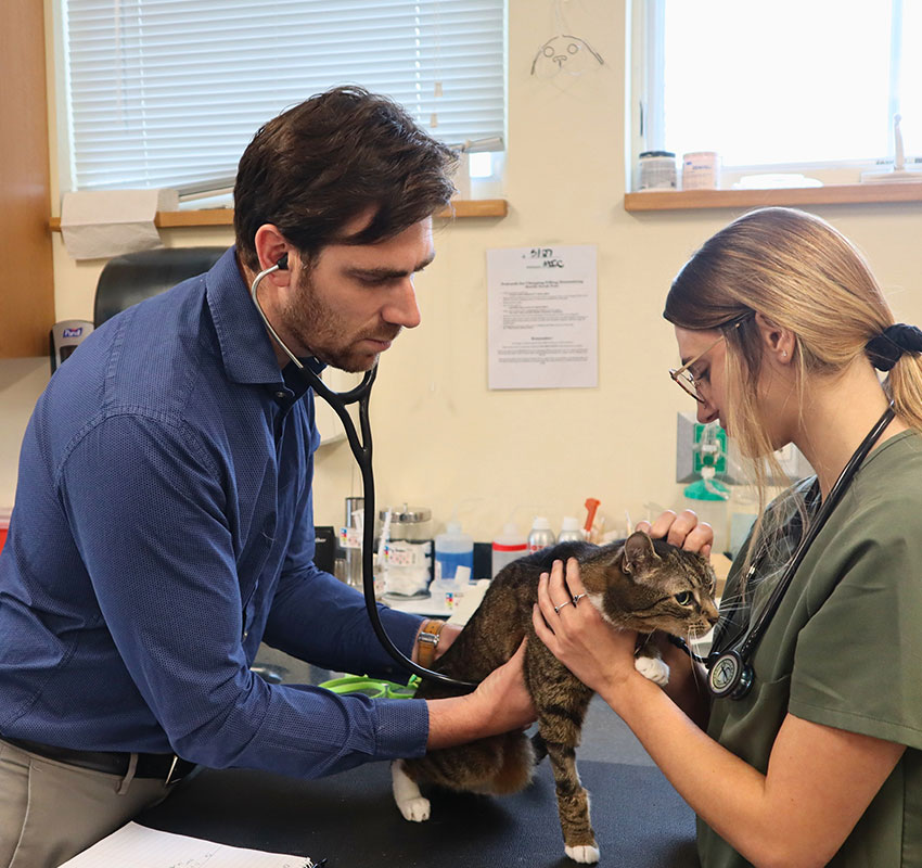 A male veterinarian listens to a tabby cat’s heartbeat with a stethoscope while a female vet tech gently holds the cat on an exam table in a veterinary clinic.