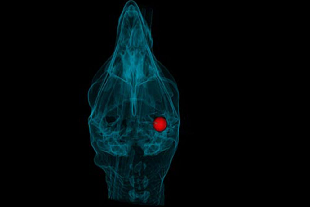 A transparent blue 3D X-ray image of a human skull with a red dot highlighted towards the back of the brain, set against a black background, reminiscent of advanced diagnostic tools used by veterinarians.