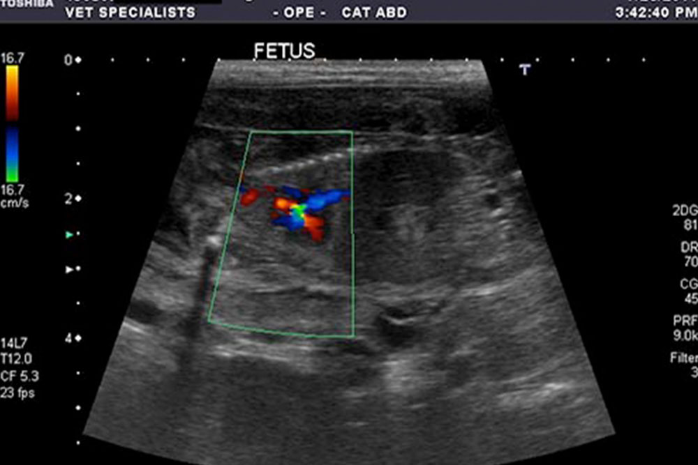 An ultrasound image showing a cross-sectional view labeled "Fetus" in the middle. It features color Doppler imaging with red and blue areas indicating blood flow within the fetus. The surrounding text and interface suggest it's from a veterinarian specializing in feline care.