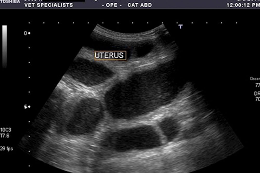 Ultrasound image showing the abdomen of a cat with the uterus labeled in the center. The grayscale image, used by the veterinarian, displays various internal structures and is marked with measurement data on the sides and at the bottom.
