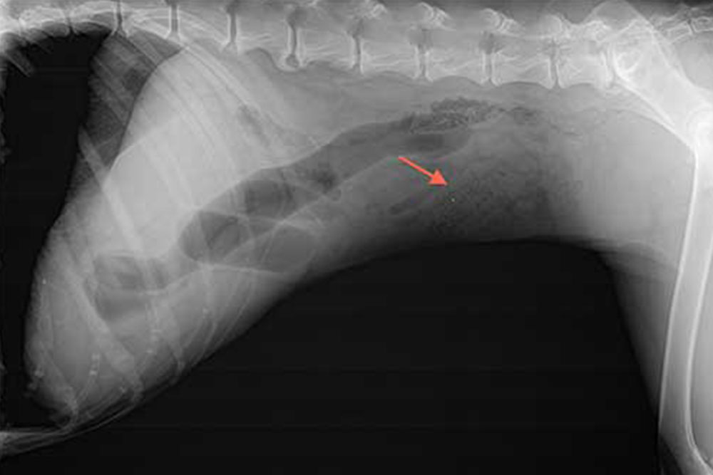 An X-ray of an animal's abdomen. The spinal column, ribs, and internal organs are visible. A red arrow points to a small area within the abdominal cavity, indicating a specific point of interest or concern identified by the veterinarian.