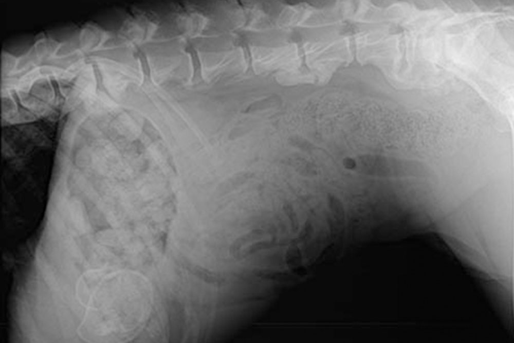 An X-ray image showing the side view of an animal's torso, with the spine clearly visible at the top. The internal organs and rib cage are faintly outlined, and the overall image appears in shades of black and white, ideal for a veterinarian to diagnose health issues.