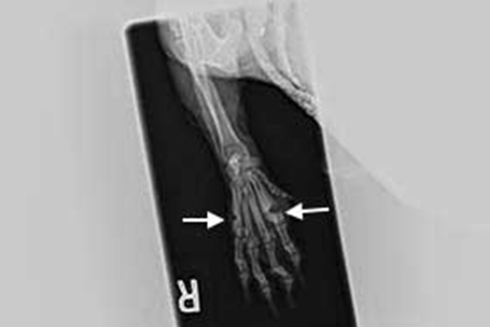 An X-ray image of a right hand shows a fracture indicated by arrows pointing at the site of the injury on one of the bones in the hand. The image, similar to those analyzed by a vet for animal injuries, has a label marked with the letter "R" at the bottom corner.