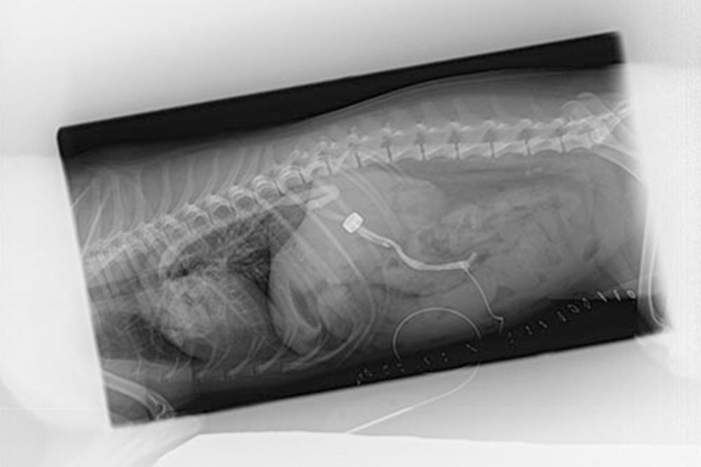 An X-ray image of a dog lying on its side, captured by a veterinarian, shows the skeletal structure and internal organs. The spine, ribs, and some internal organs are visible. A tube or catheter is also visible inside the dog.